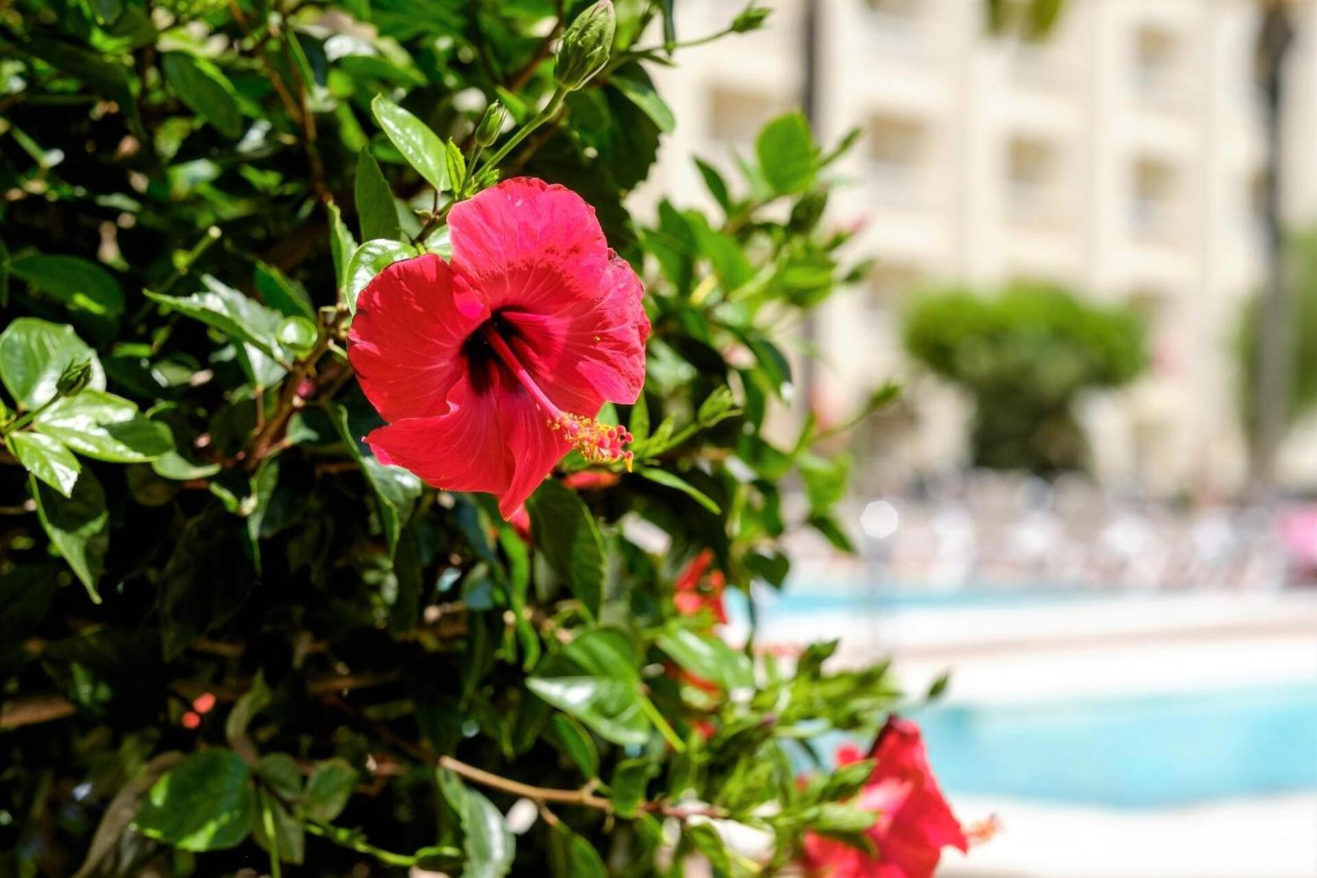 אגוואדולסה Hotel Moon Dreams Portomagno מראה חיצוני תמונה